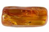 Fossil Fly (Diptera) In Baltic Amber #81726-3